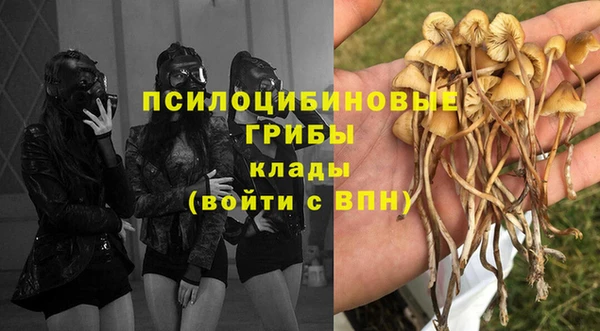 стаф Аркадак